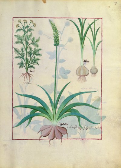 Garlic and Other Plants, Illustration from The Book of Simple Medicines by Mattheaus Platearius by Robinet Testard